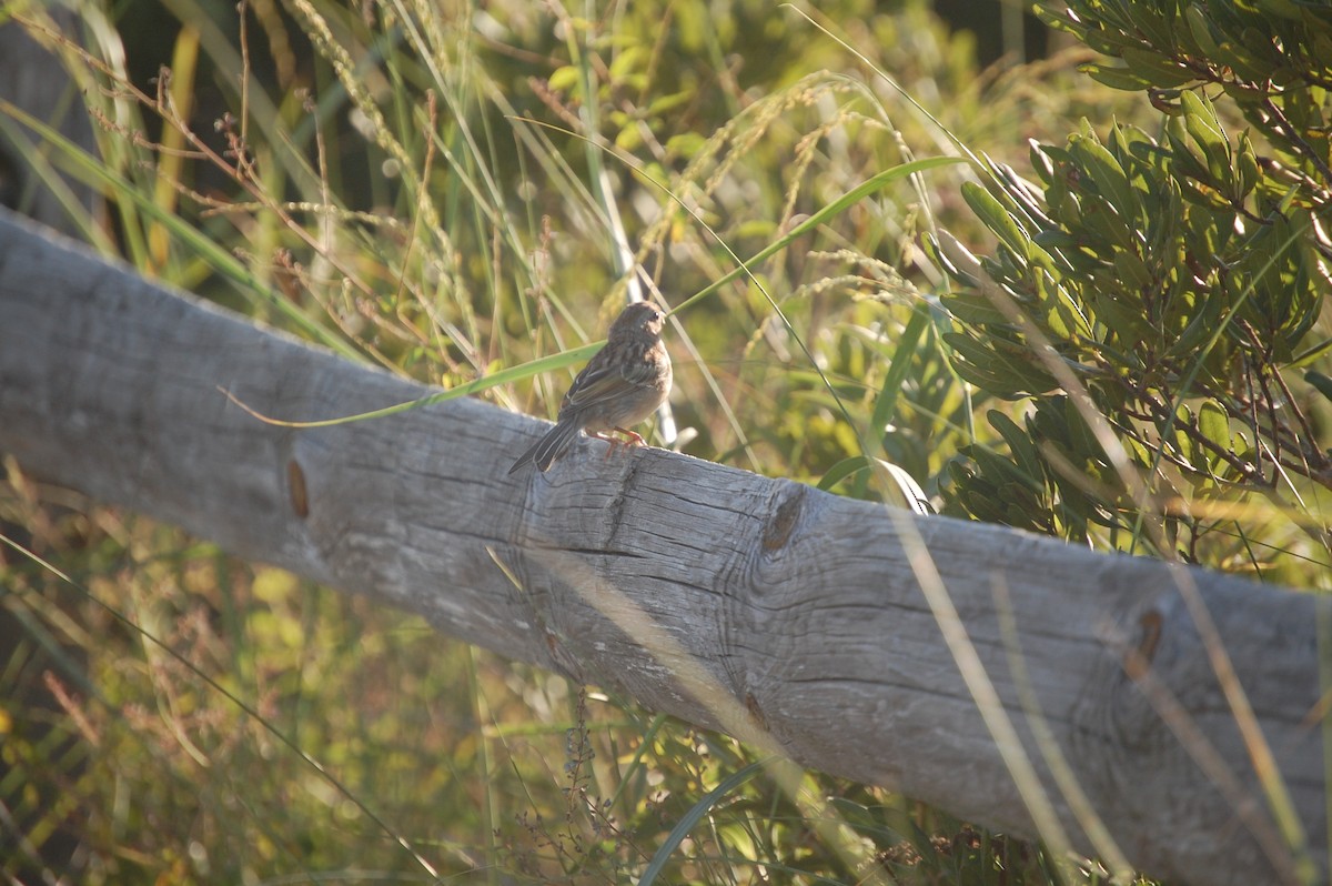 Field Sparrow - ML640957244