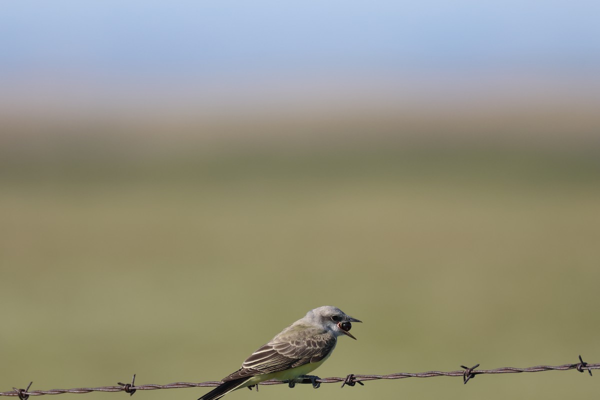 Western Kingbird - ML640957245