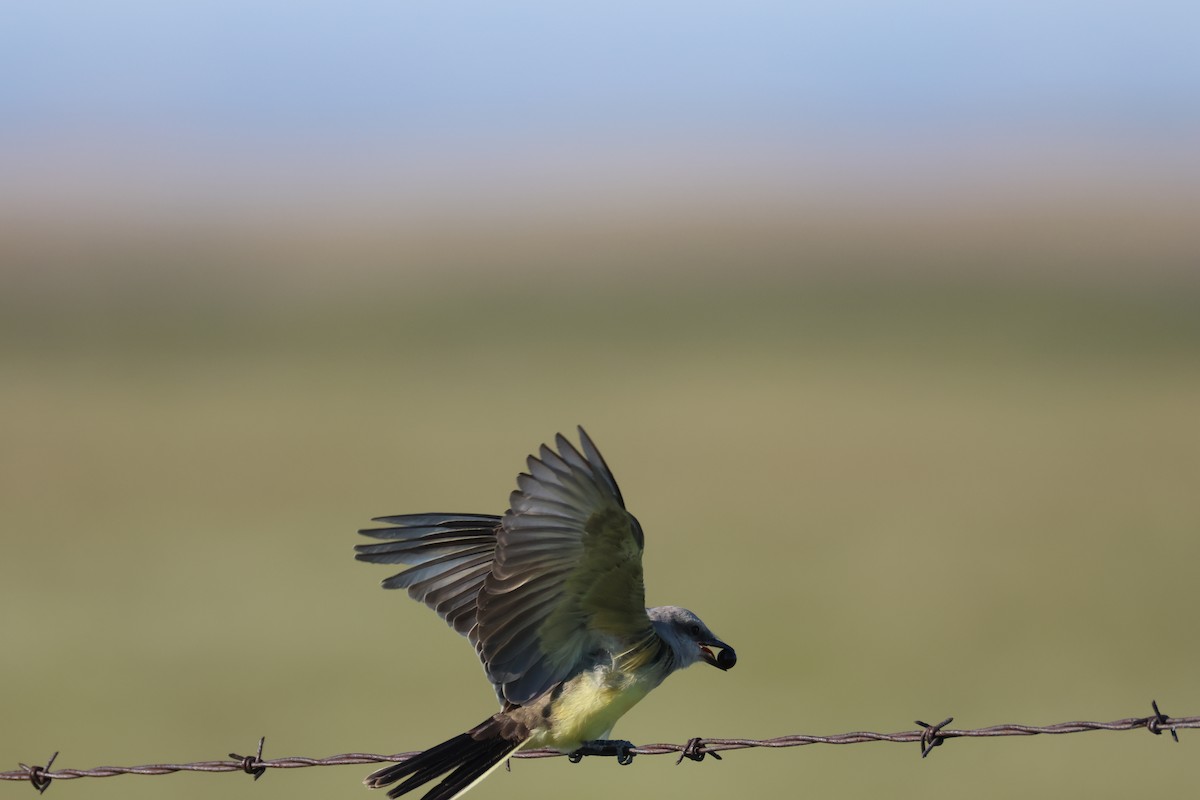 Western Kingbird - ML640957251