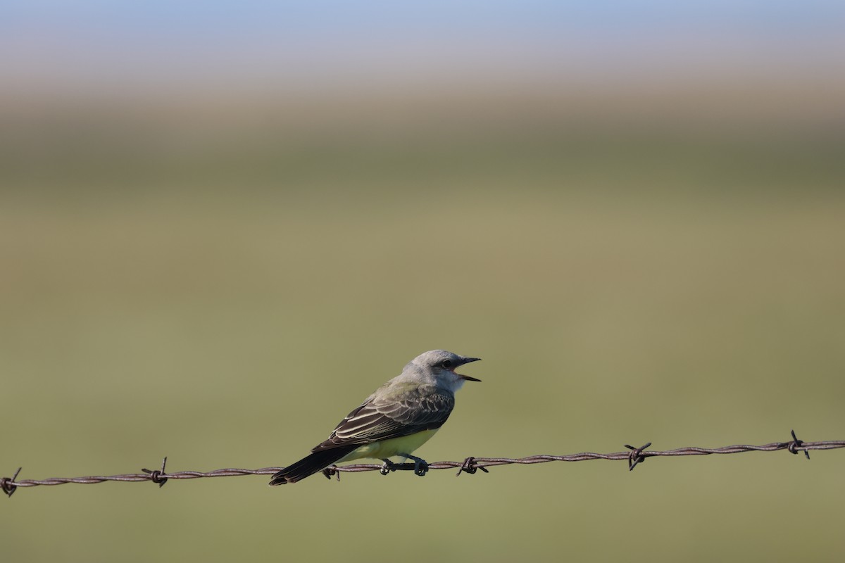 Western Kingbird - ML640957255