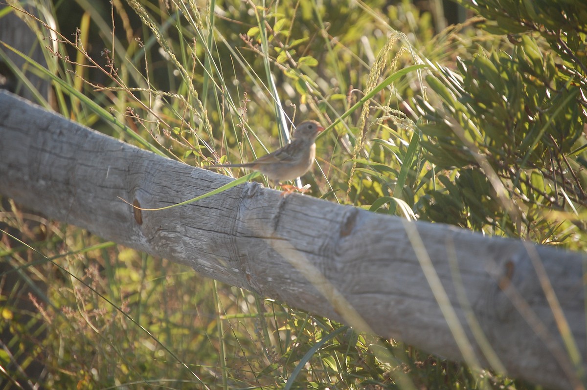 Field Sparrow - ML640957257