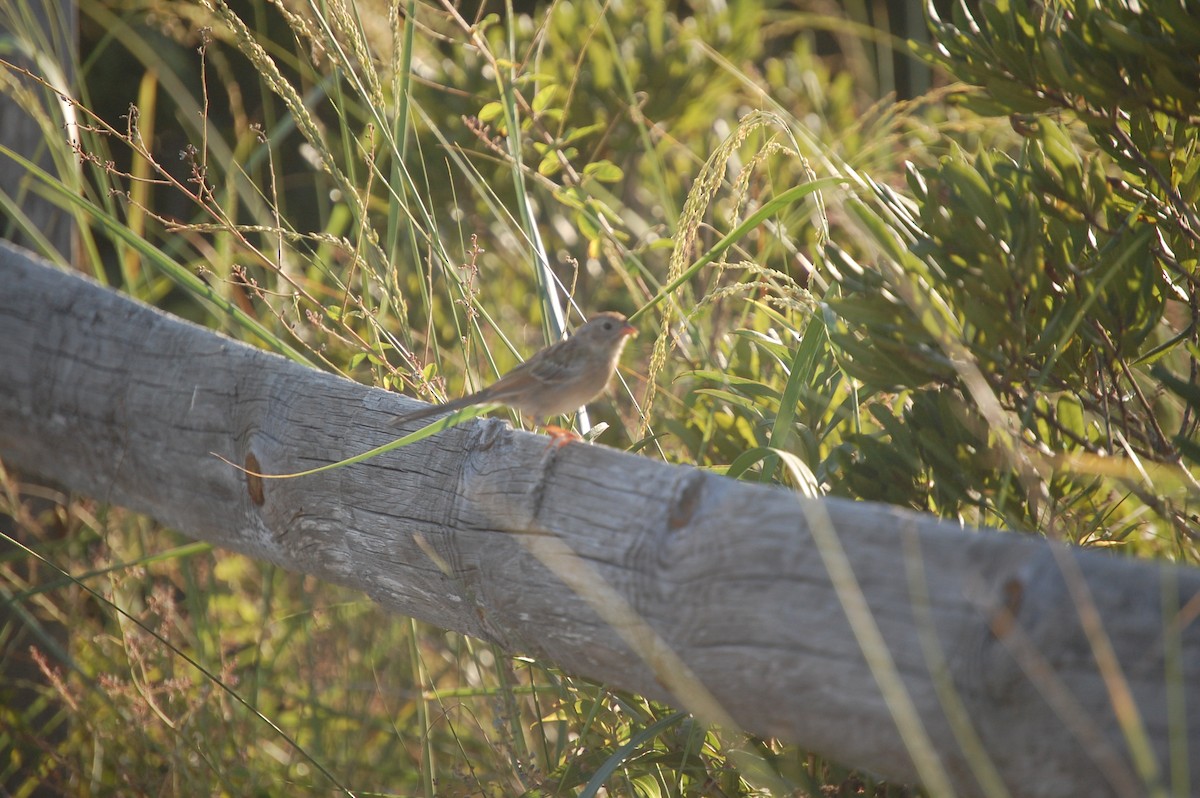Field Sparrow - ML640957258