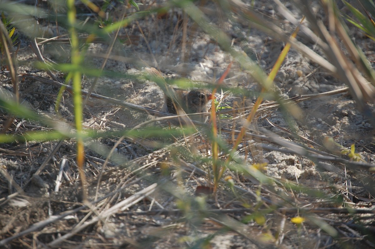 Field Sparrow - ML640957259