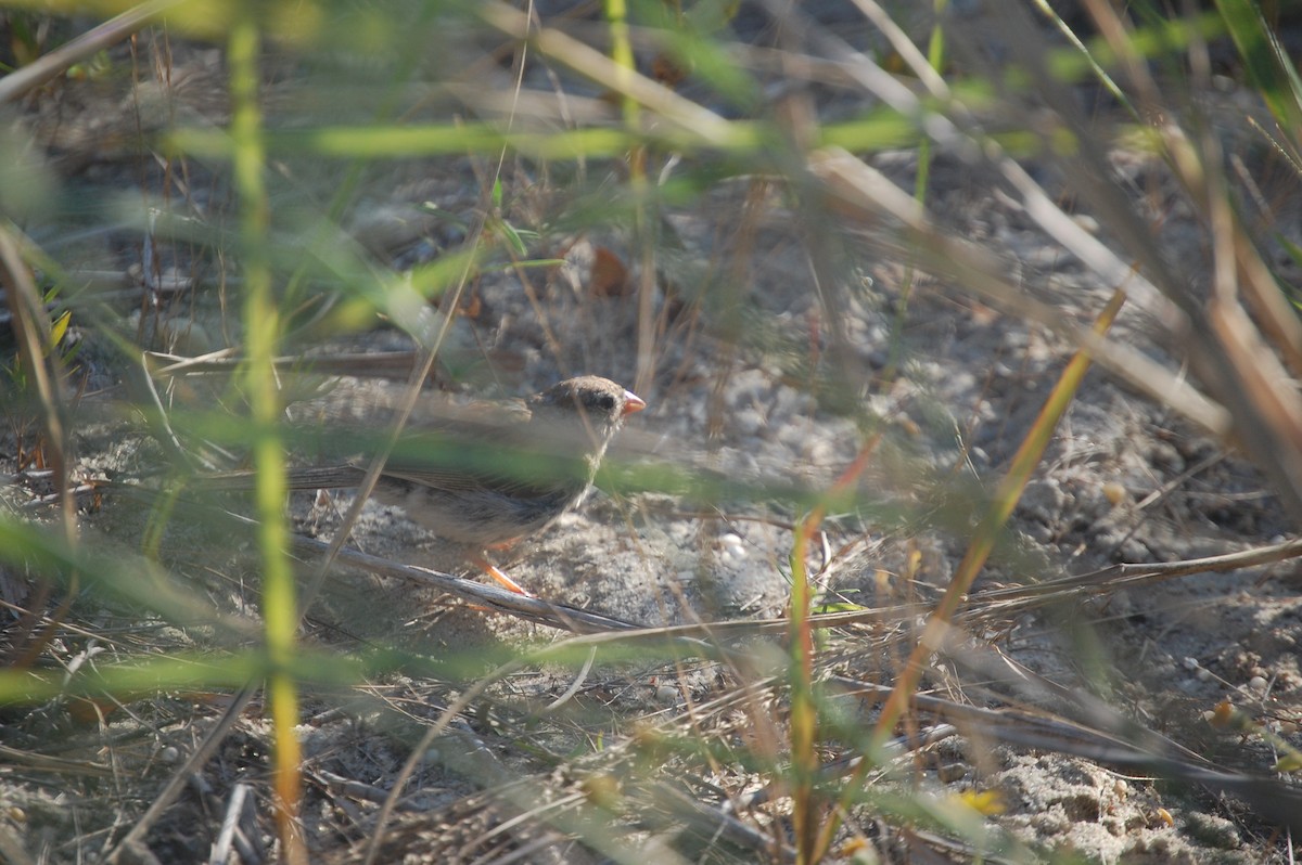 Field Sparrow - ML640957261