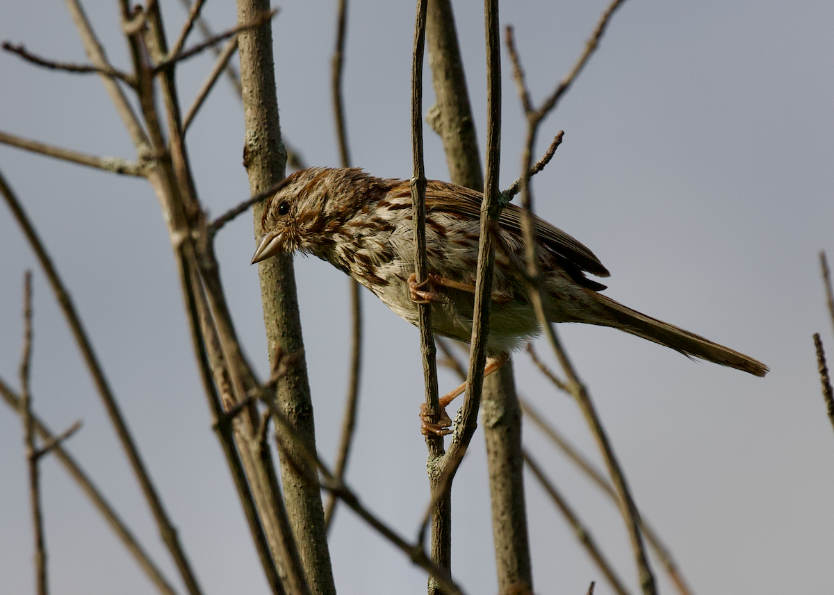 Song Sparrow - ML640957269
