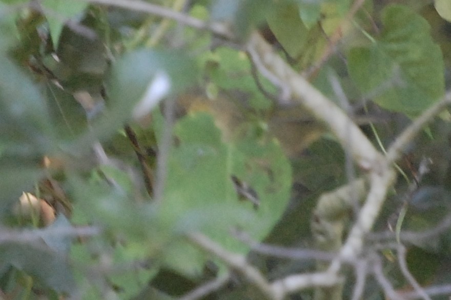 Common Yellowthroat - ML640957271