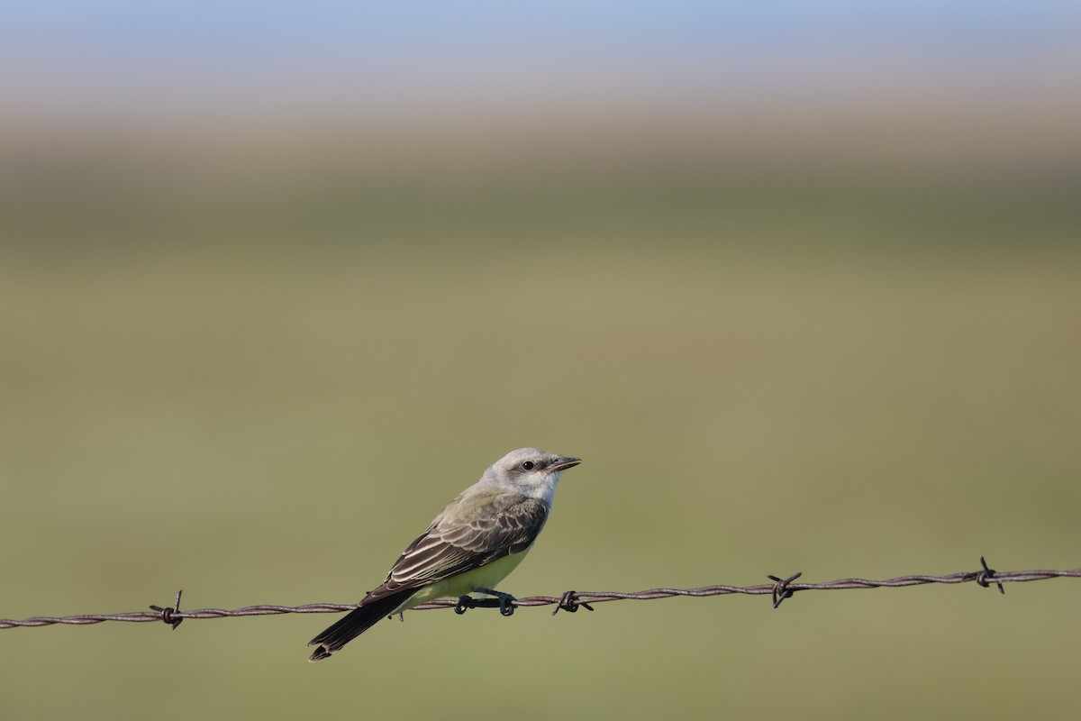 Western Kingbird - ML640957293
