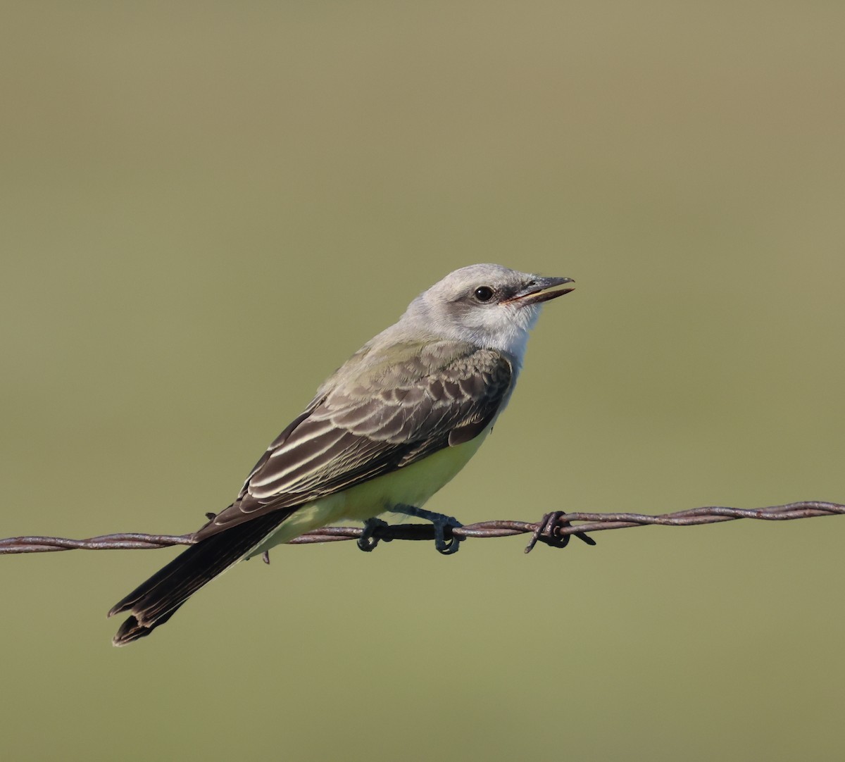 Western Kingbird - ML640957308