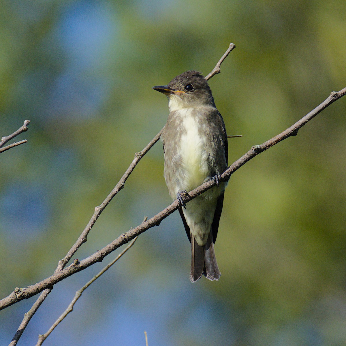 Olive-sided Flycatcher - ML640957312