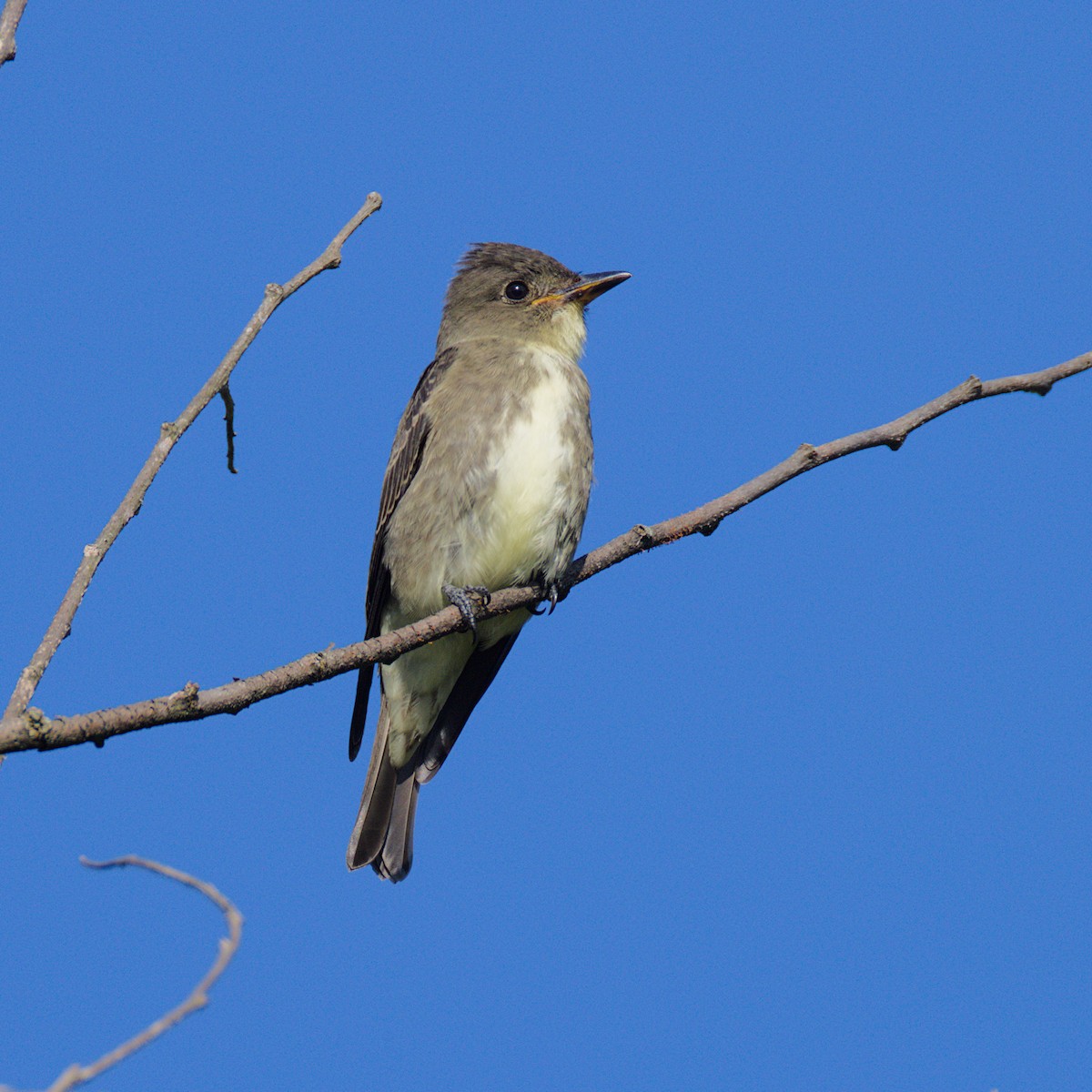 Olive-sided Flycatcher - ML640957313
