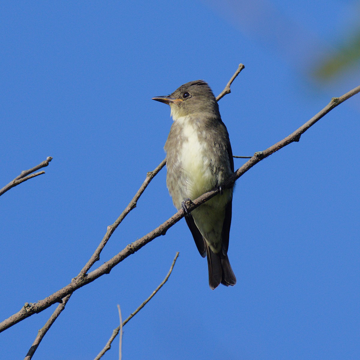 Olive-sided Flycatcher - ML640957314