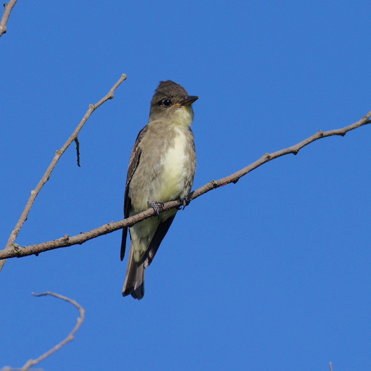 Olive-sided Flycatcher - ML640957315