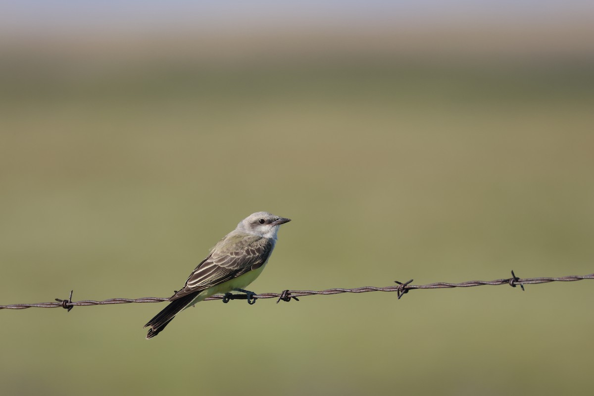 Western Kingbird - ML640957317