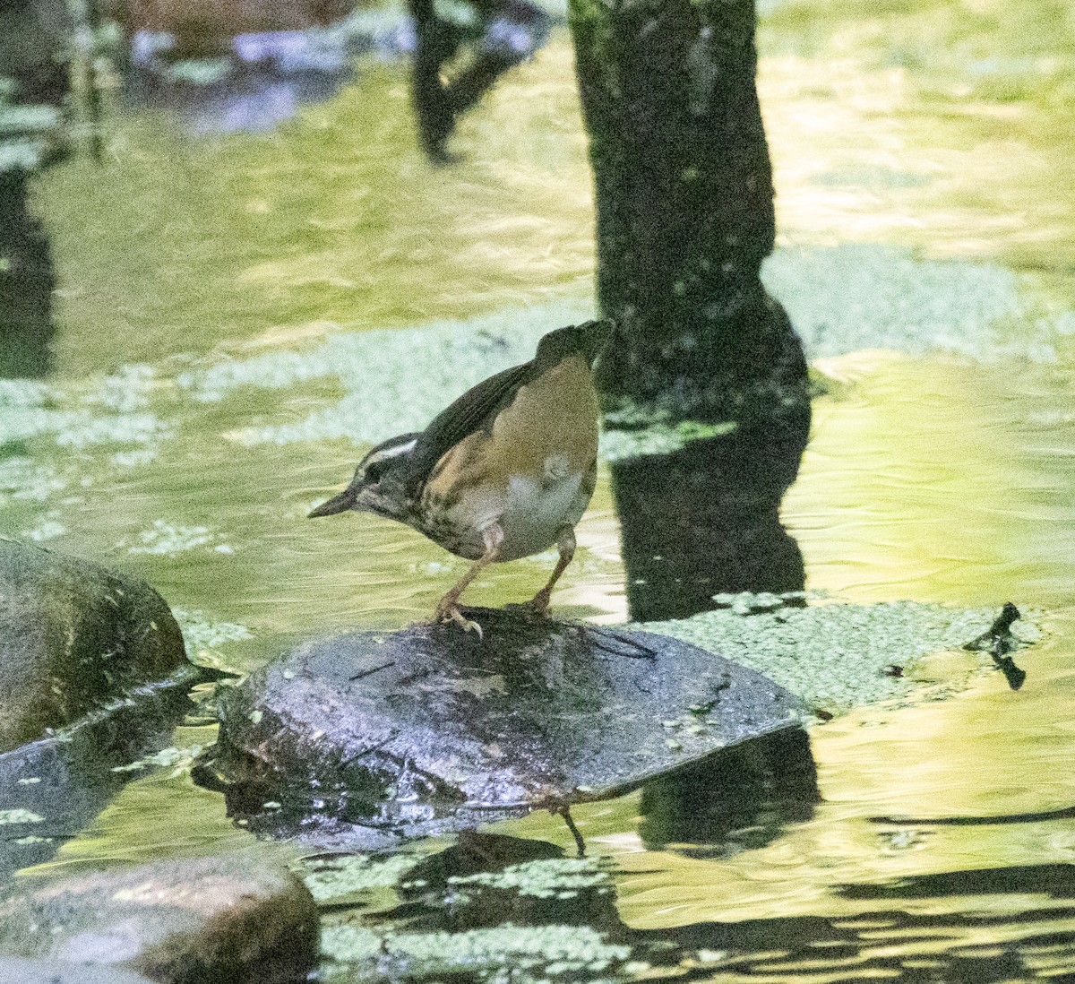 Louisiana Waterthrush - ML640957322
