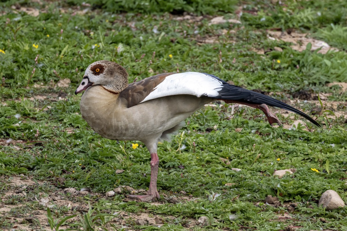 Egyptian Goose - ML640957325