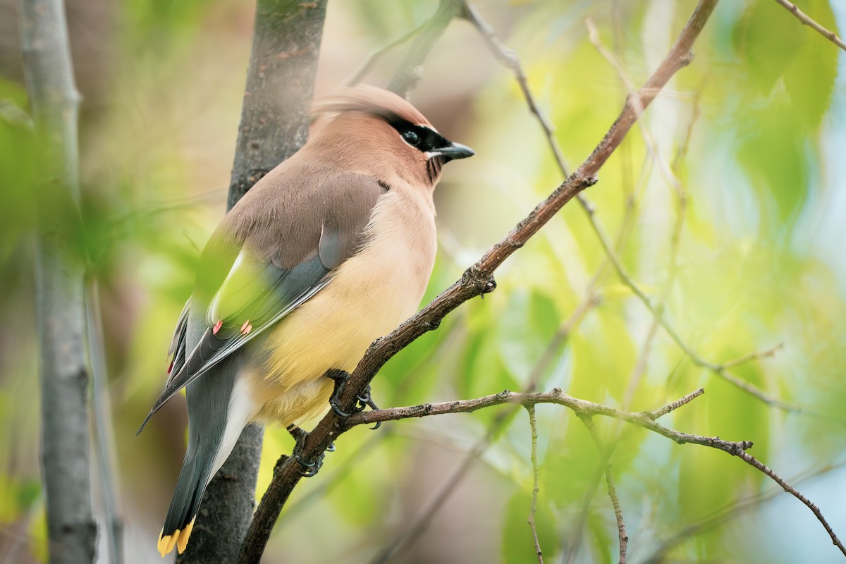 Cedar Waxwing - ML640957326