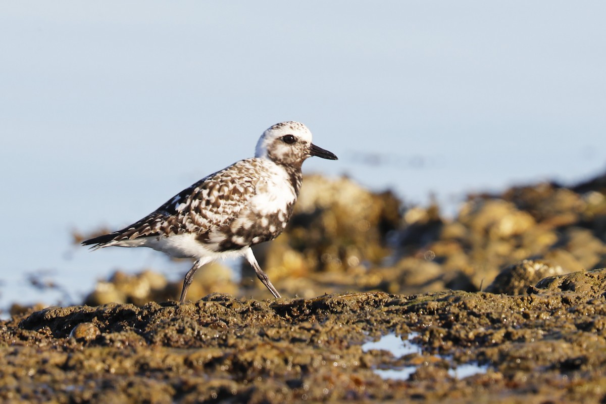 Black-bellied Plover - ML640957327