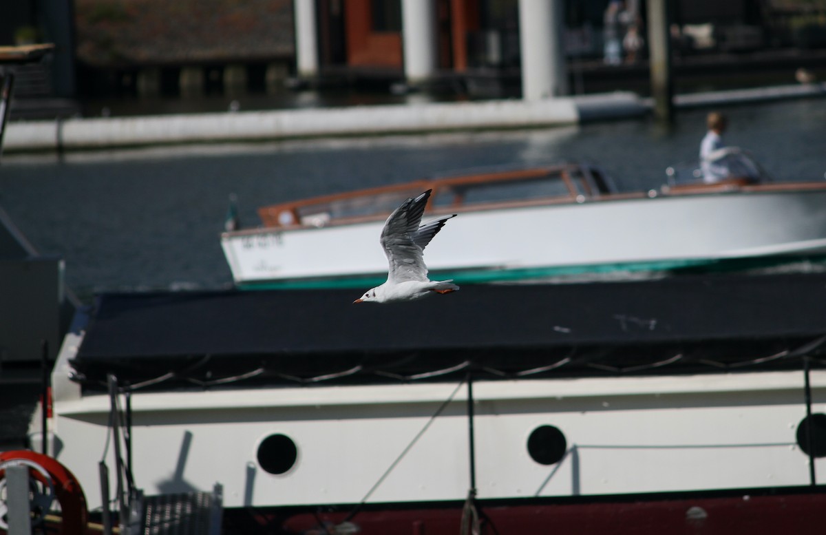 Black-headed Gull - ML640957333
