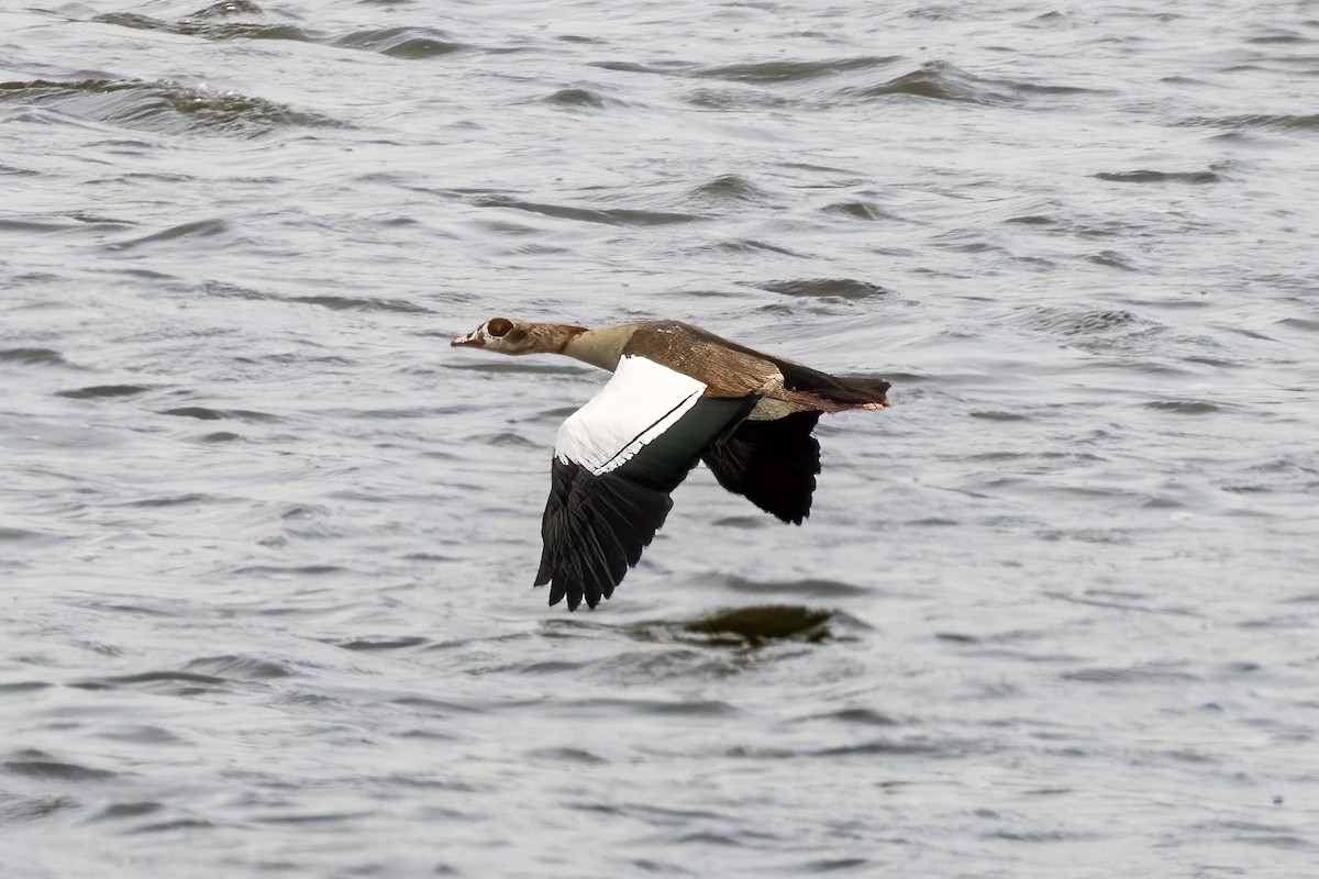 Egyptian Goose - ML640957335