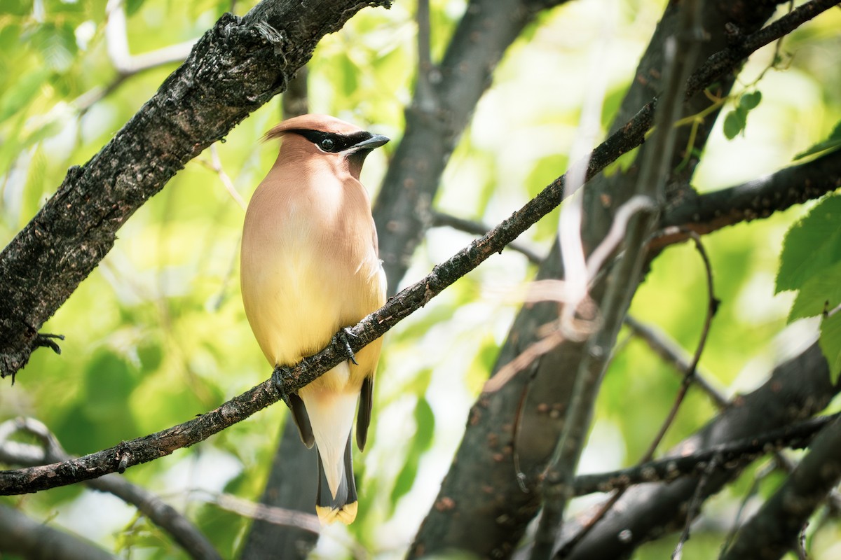 Cedar Waxwing - ML640957336