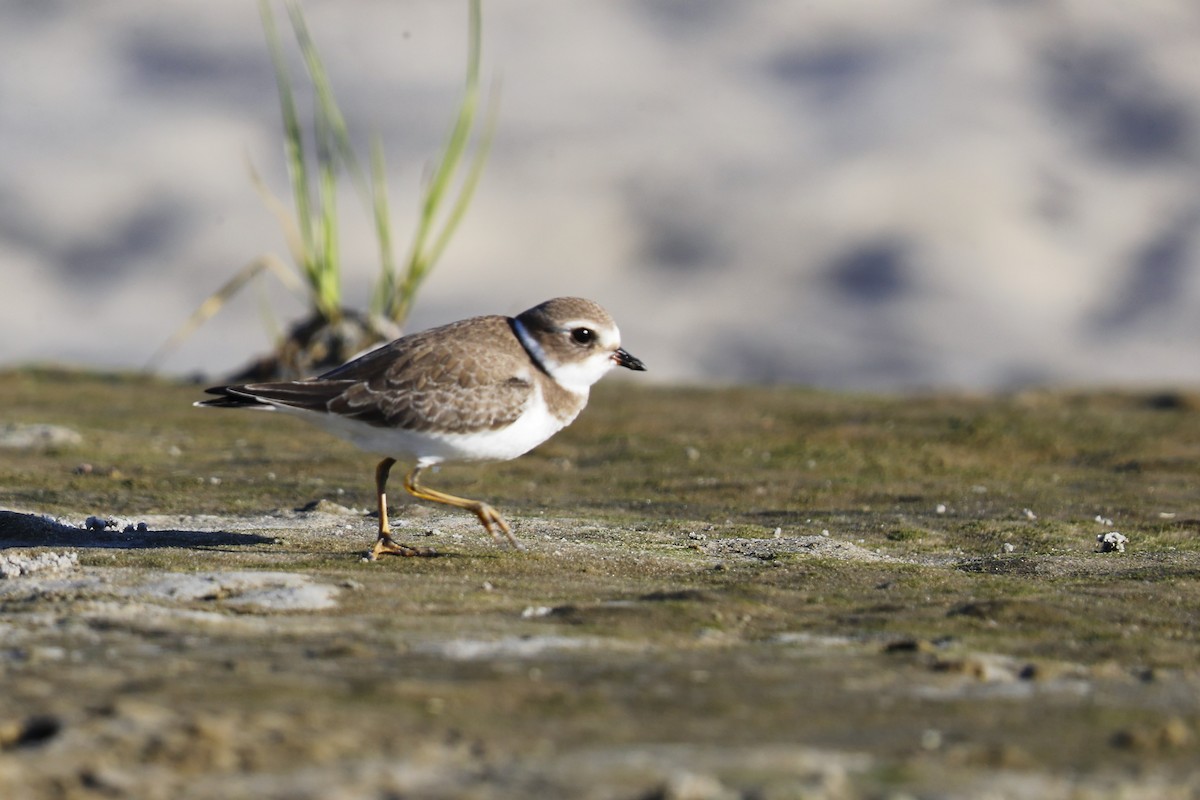 Semipalmated Plover - ML640957339