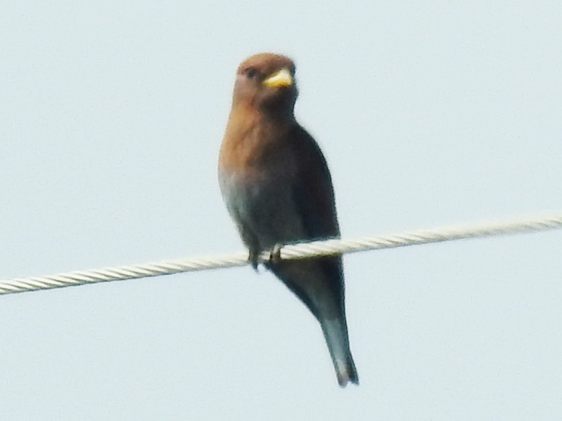 Broad-billed Roller - ML640957341