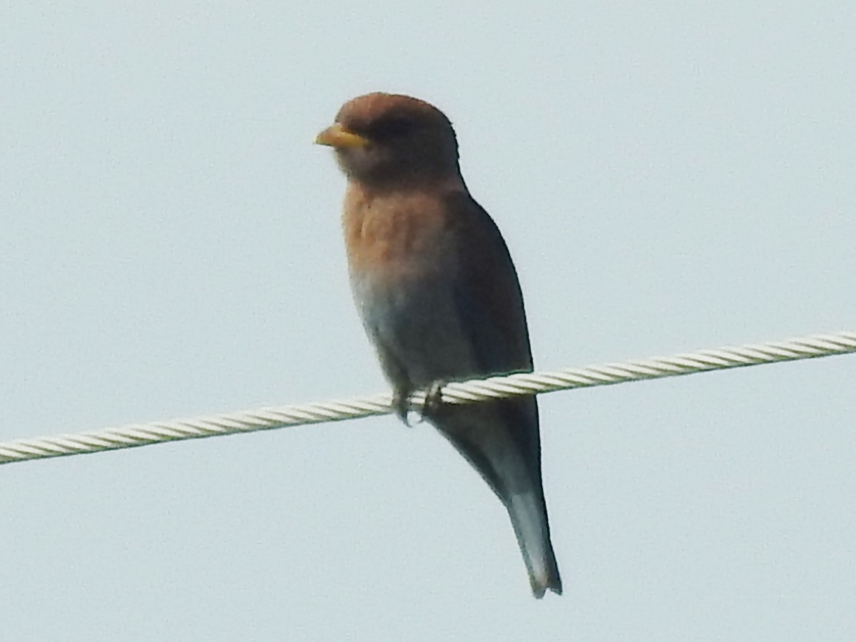 Broad-billed Roller - ML640957342