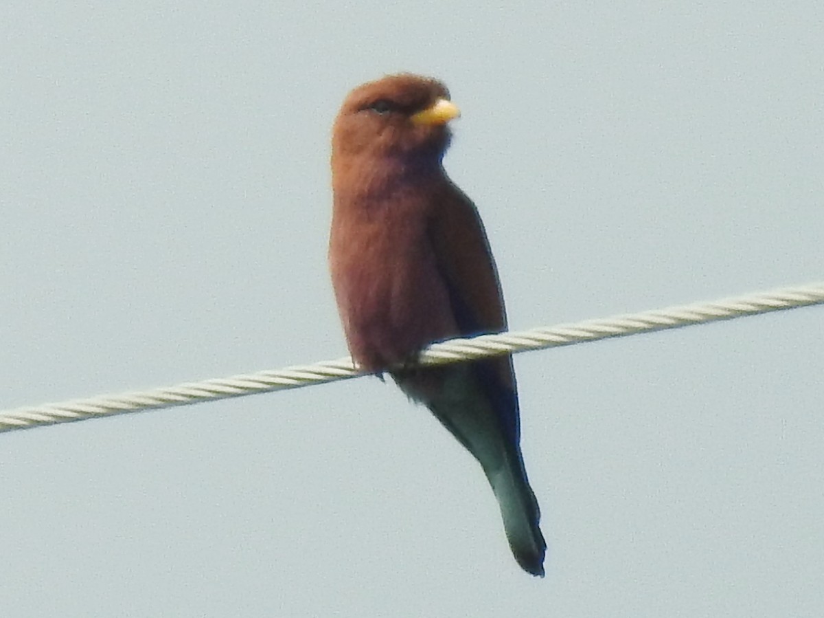 Broad-billed Roller - ML640957343