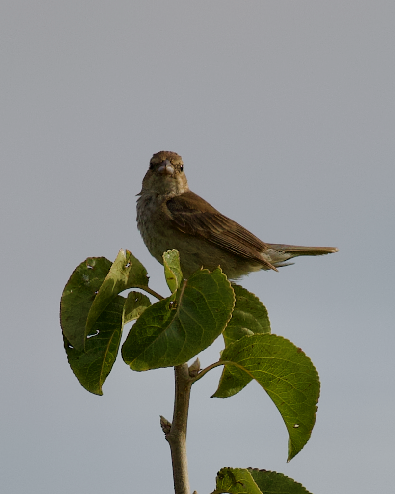 Indigo Bunting - ML640957345
