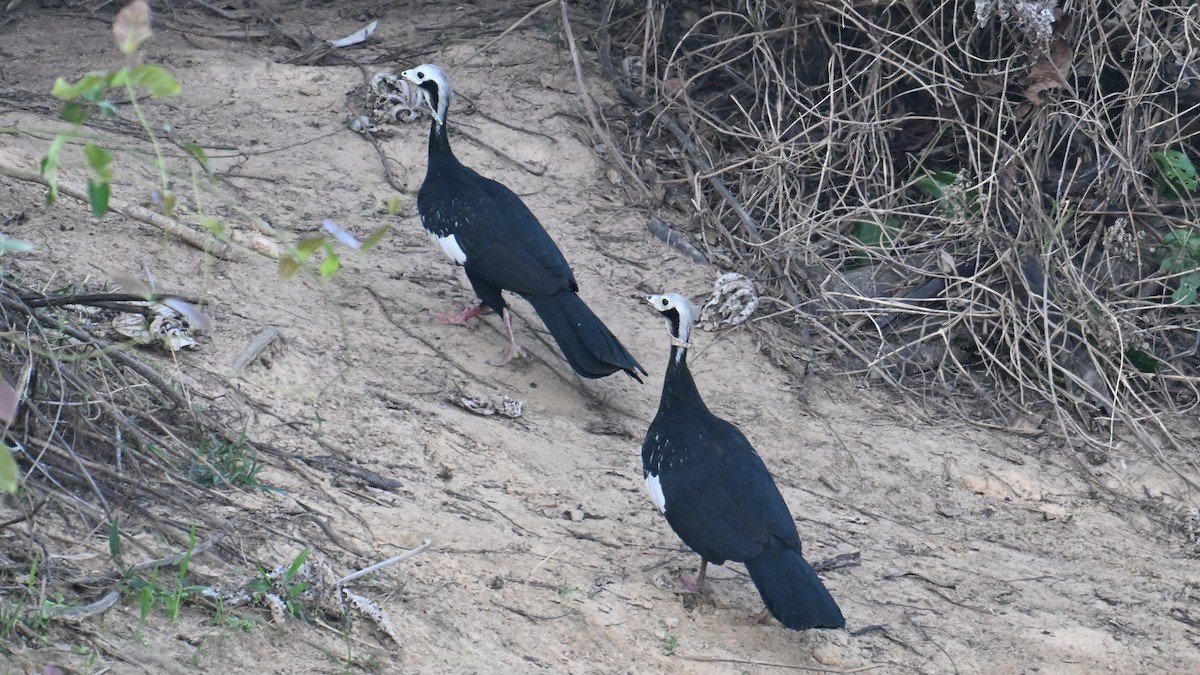 White-throated Piping-Guan - ML640957355