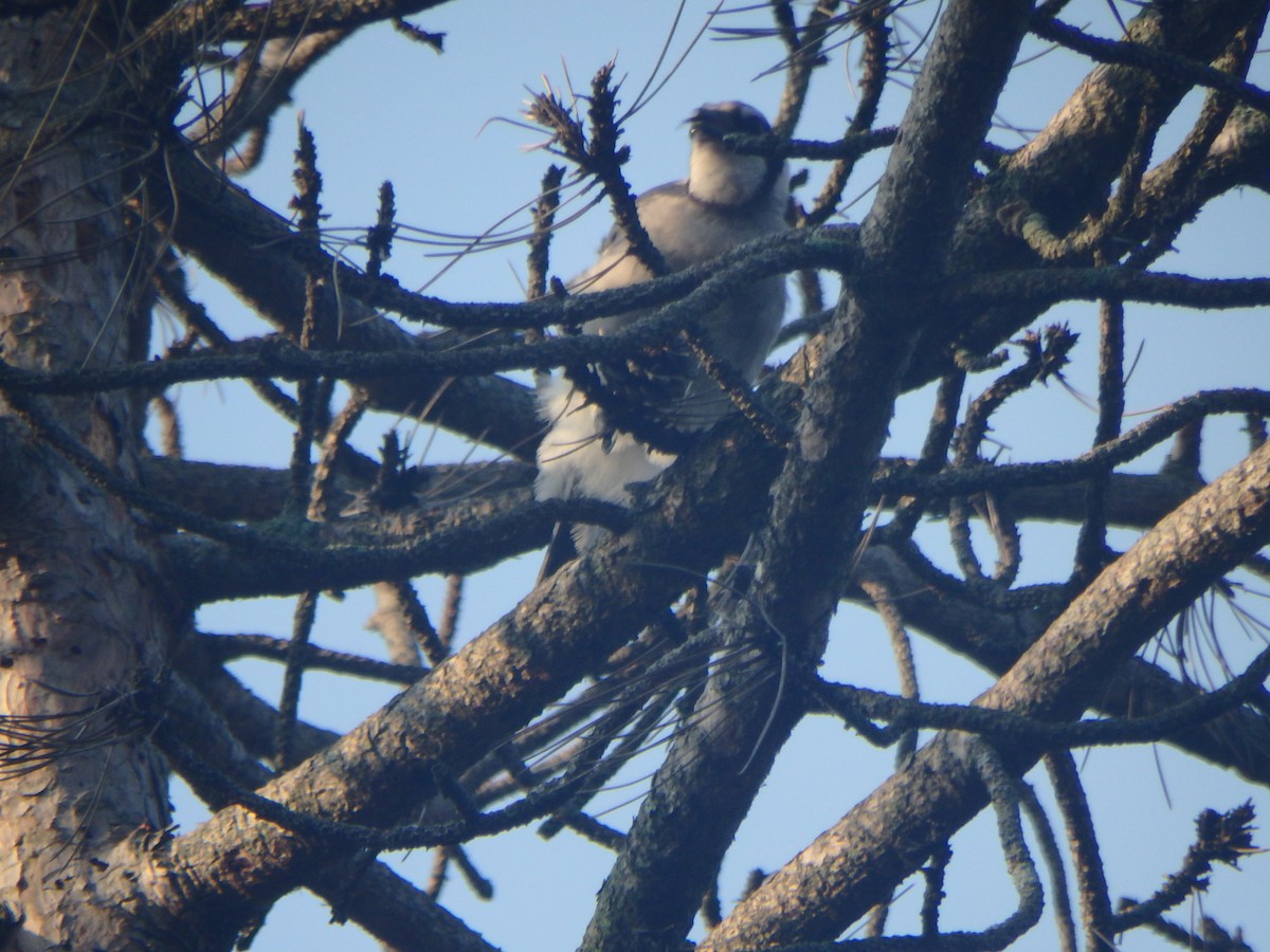 Blue Jay - ML640957356