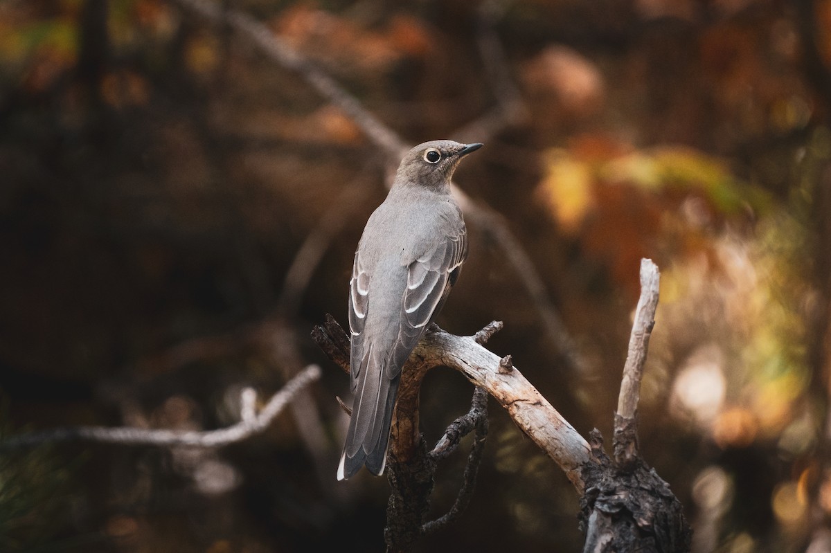 Townsend's Solitaire - ML640957374