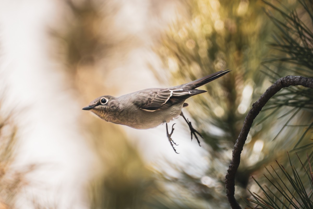Townsend's Solitaire - ML640957377
