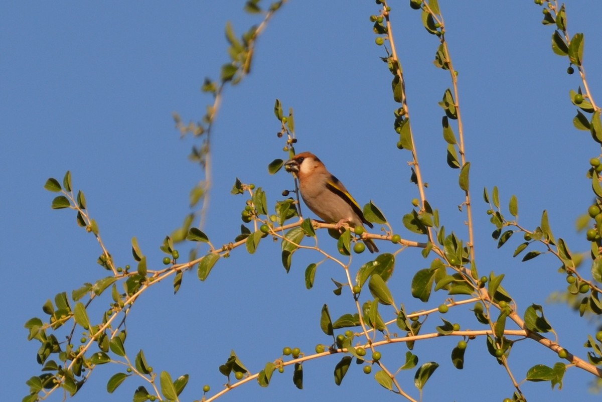 Arabian Grosbeak - ML640957408