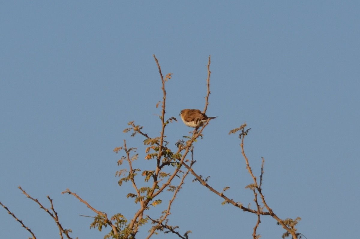 Capuchino Picoplata Africano - ML640957410
