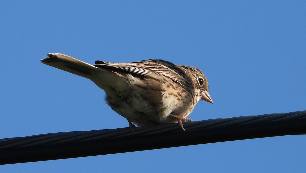 Vesper Sparrow - ML640957425