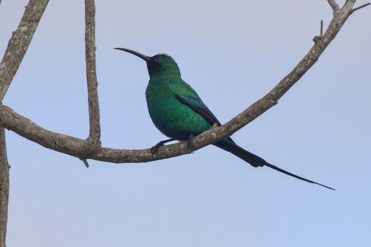 Malachite Sunbird - ML640957441