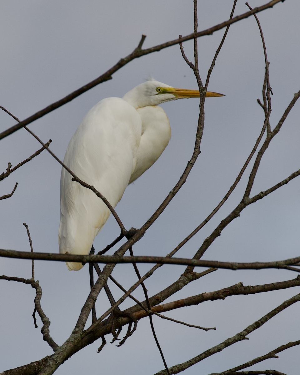 Great Egret - ML640957442