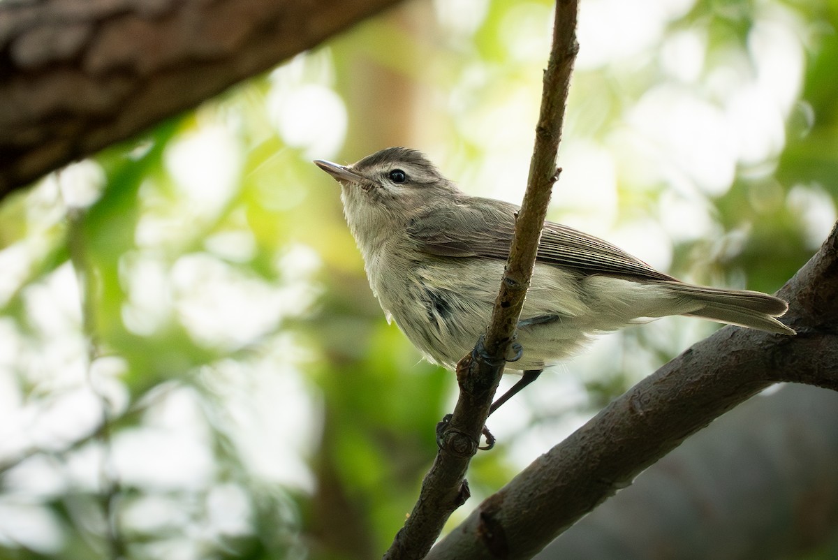 Warbling Vireo - ML640957444