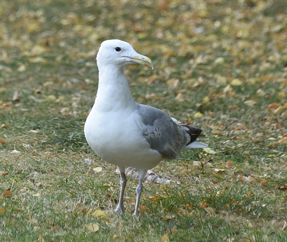 European Herring Gull - ML640957447