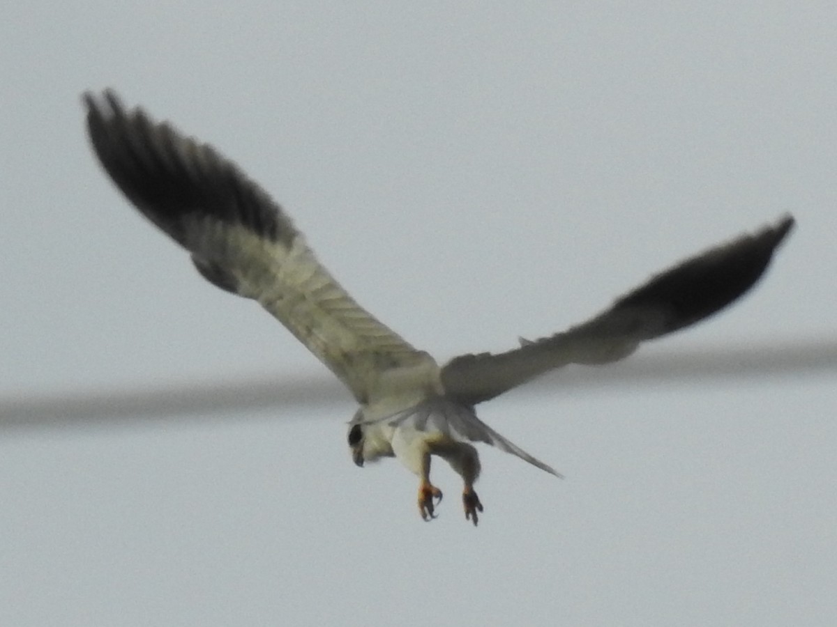 Black-winged Kite - ML640957449