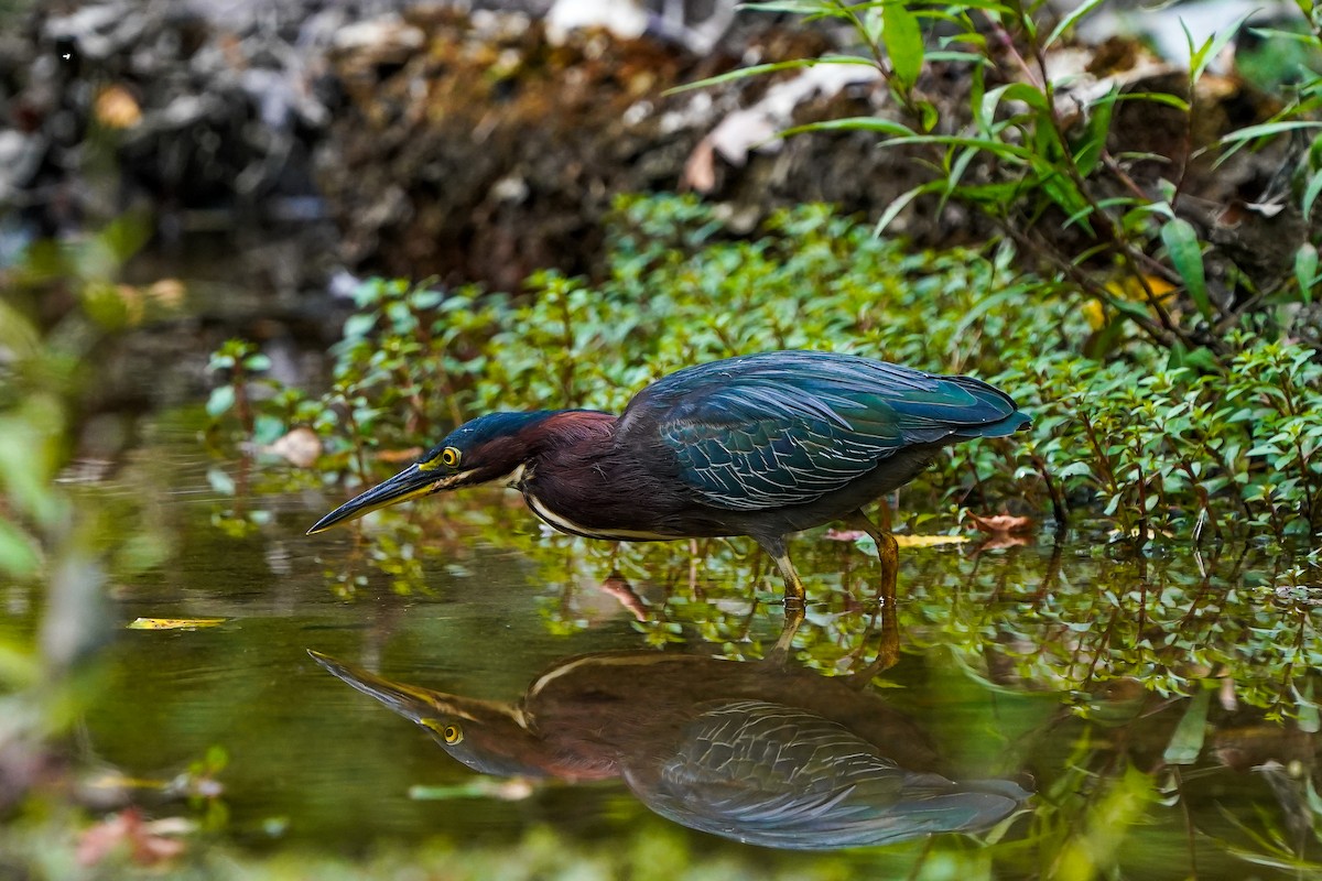 Green Heron - ML640957450