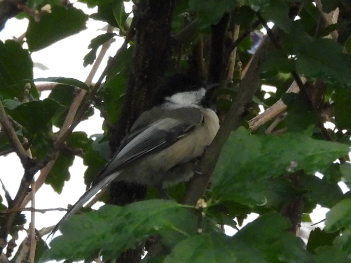 Black-capped Chickadee - ML640957451