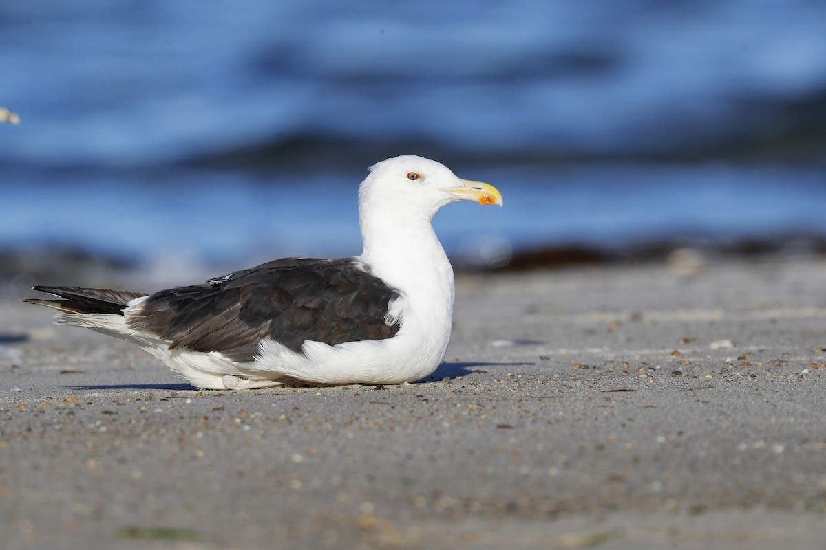 Great Black-backed Gull - ML640957452