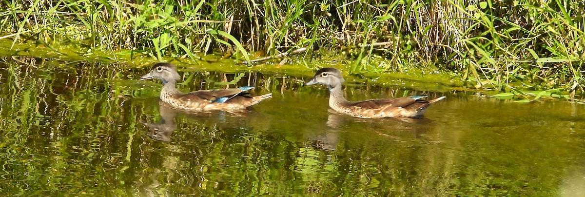 Wood Duck - ML640957453