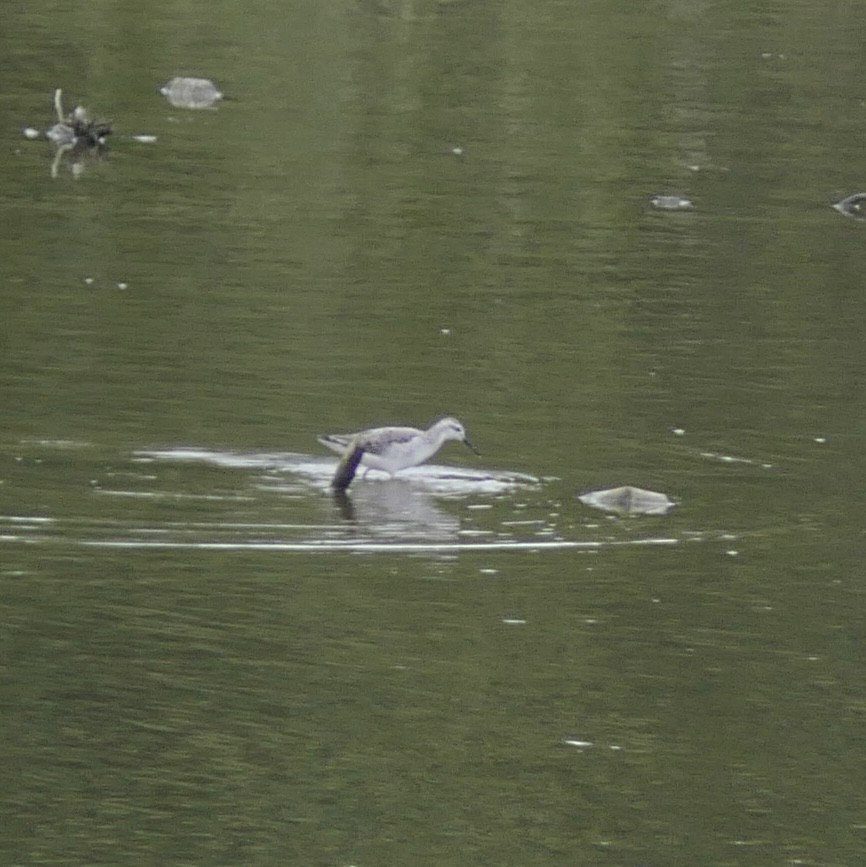 Wilson's Phalarope - ML640957454