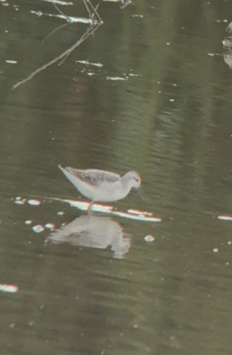 Wilson's Phalarope - ML640957456