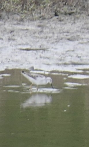 Wilson's Phalarope - ML640957457