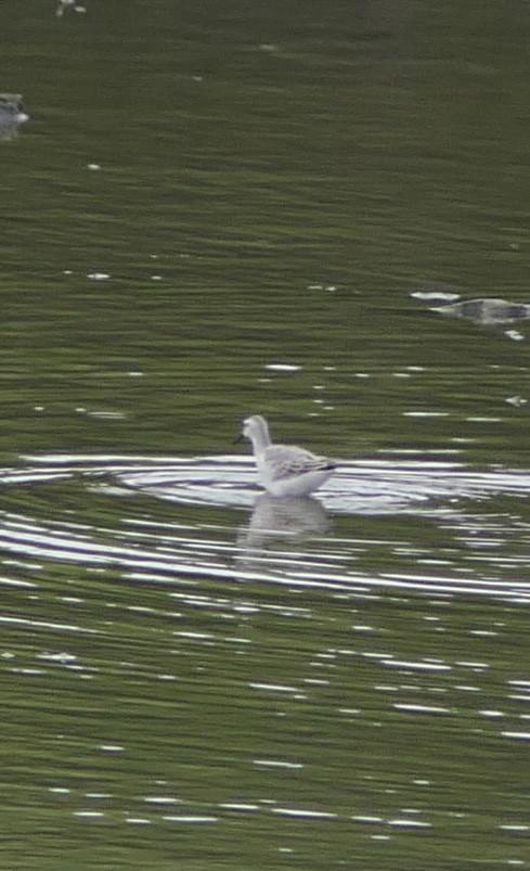 Wilson's Phalarope - ML640957458