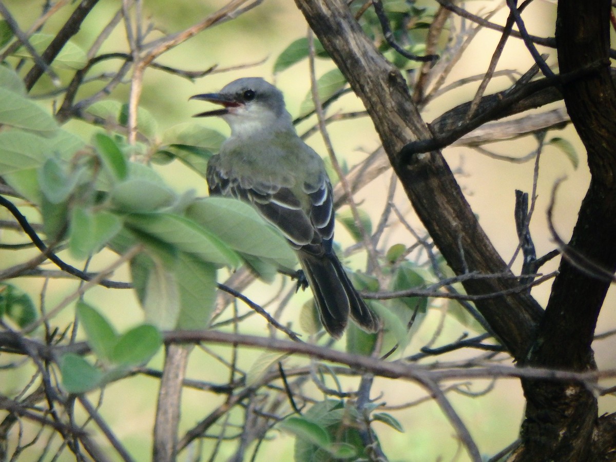 Tropical Kingbird - ML640957460